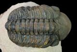 Reedops Trilobite - Foum Zguid, Morocco #165966-2